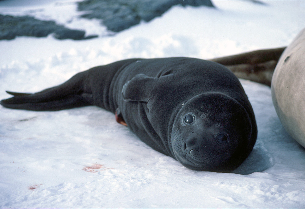 Southern Elephant Seals - Mirounga leonina - Antarctica fact file